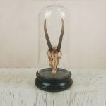 Xương động vật hóa thạch trang trí CD1984