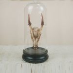 Xương động vật hóa thạch trang trí CD1984